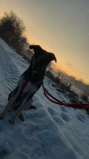 unser Schäferhund-mix sucht ein liebevolles zuhause 