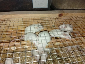 Albinomäuse 8 -12 Wochen alt 