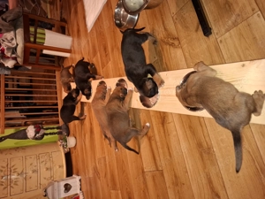 Boxerwelpen zu verkaufen