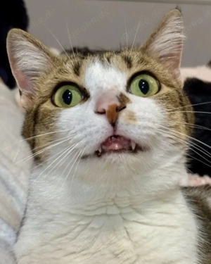 Lluvia Verschmustes aktives Katzenmädel sucht spannende Familie  Bild 4