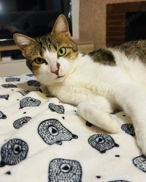 Lluvia Verschmustes aktives Katzenmädel sucht spannende Familie  Bild 2