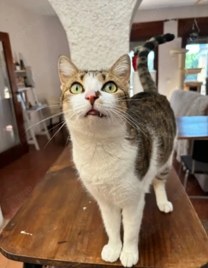 Lluvia Verschmustes aktives Katzenmädel sucht spannende Familie  Bild 3