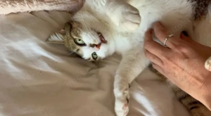 Lluvia Verschmustes aktives Katzenmädel sucht spannende Familie  Bild 6