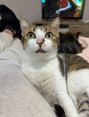 Lluvia Verschmustes aktives Katzenmädel sucht spannende Familie  Bild 5