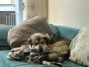 SOS - Floki auf Pflegestelle sucht Zuhause  Bild 2