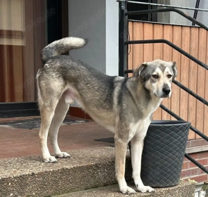 SOS - Floki auf Pflegestelle sucht Zuhause  Bild 3