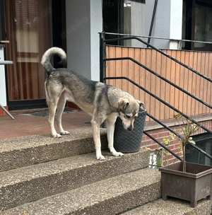SOS - Floki auf Pflegestelle sucht Zuhause  Bild 4