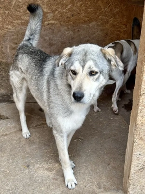 SOS - Floki auf Pflegestelle sucht Zuhause  Bild 5