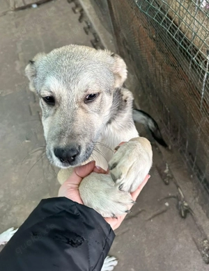SOS - Floki auf Pflegestelle sucht Zuhause  Bild 9