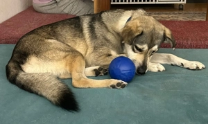 SOS - Floki auf Pflegestelle sucht Zuhause  Bild 10