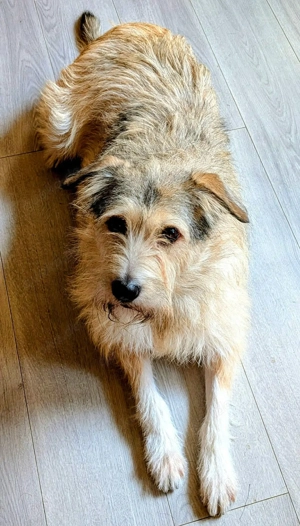 Freundliche Mia sucht Ihre Herzensmenschen Bild 10