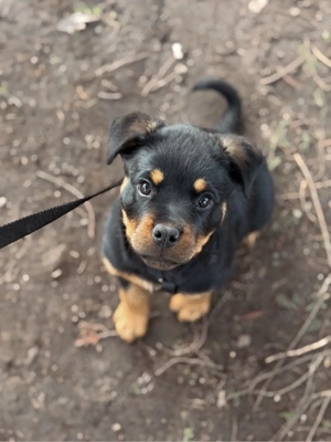 Rottweiler Welpin