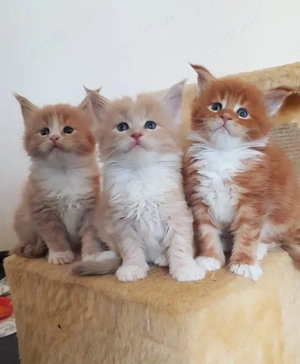 Ragdoll-Kätzchen abzugeben.