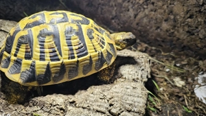 Eine sehr schöne Testudo hermanni hermanni in erfahrene Hände zu verkaufen