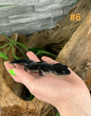 Leopardgecko Weibchen - Nachzucht aus 2025 - Eublepharis macularius Bild 2