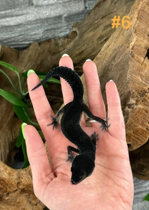 Leopardgecko Weibchen - Nachzucht aus 2025 - Eublepharis macularius