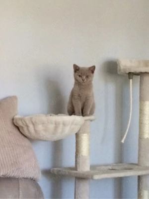 BKH kater 12 abholbereit