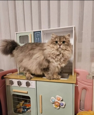 Britisch Langhaar Kater. 1 Jahr alt, kastriert. Liebevolles Zuhause gesucht.