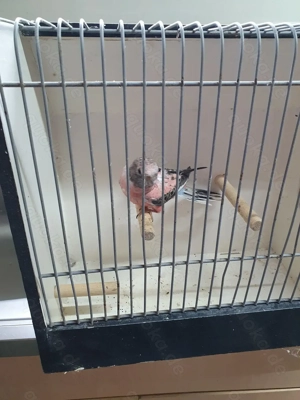 Bourkesittich Hennen zu Verkaufen 