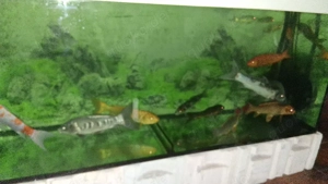 wegen zeit und plaz magel 