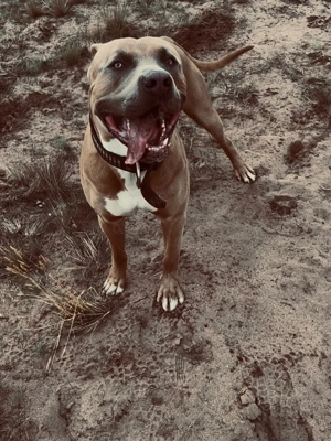 Muss leider mein Hund abgeben wegen melne gesundheitlichen gründen 