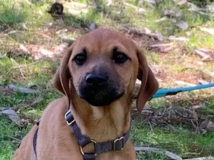 STROLCH wünscht sich sein Traumkörbchen