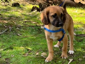 KRÜMEL sucht sein eigenes Für-immer-Zuhause