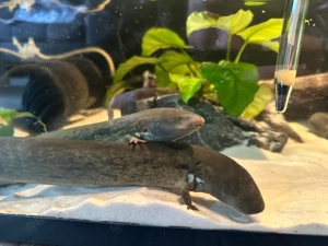 Großer Armmolch Siren lacertina