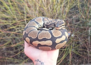 python regius (Königspython) Bild 3