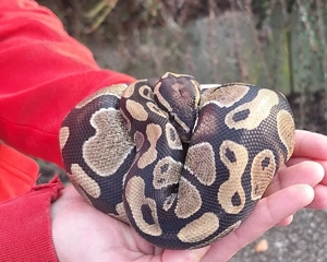 python regius (Königspython) Bild 2