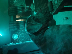 Verkaufe einen cane Corso rüden 