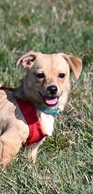 kleiner Rüde sucht ein Zuhause 