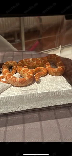 Kornnatter in Amel 0.1 