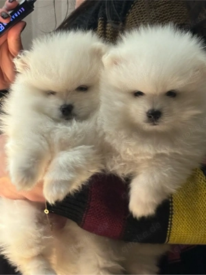 Pomeranien 