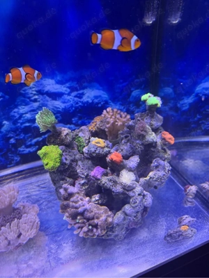 Meerwasser-Aquarium Komplett