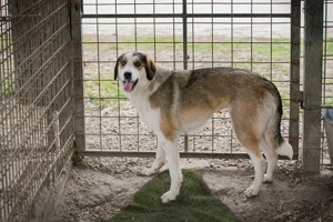 *CANDY* - Die sanfte Junghündin ist ängstlich und unsicher und muss erst Vertrauen aufbauen 