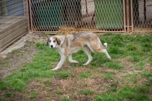 Chip-Nr. 256646 - Die Junghündin ist freundlich, fröhlich und aktiv 