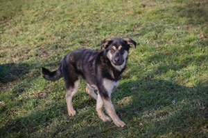 *RIVER* Der soziale Junghund wartet auf ein Ticket ins eigene Familienleben