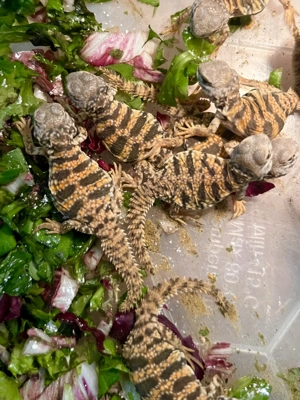 Uromastyx geyri red DNZ 8 2025