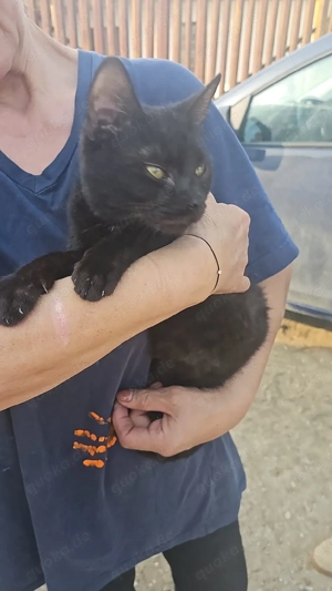 Unsere Katzen suchen alle ein Zuhause  Bild 2