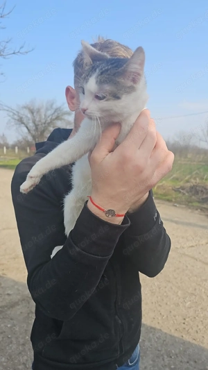 Unsere Katzen suchen alle ein Zuhause 