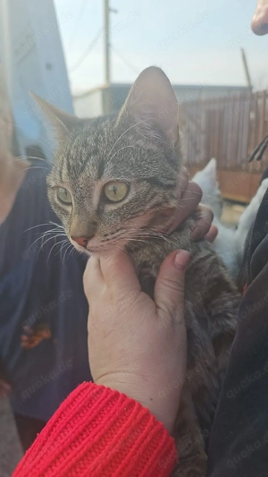 Unsere Katzen suchen alle ein Zuhause  Bild 4