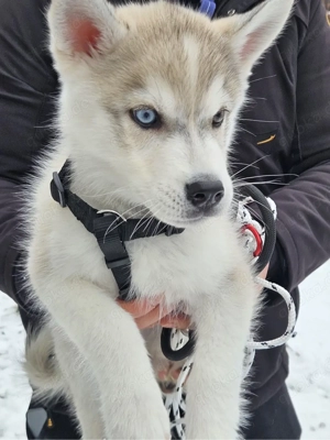 Husky Welpe