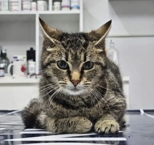 Hermine Freundliches Tigermädel sucht Familie zum Verzaubern