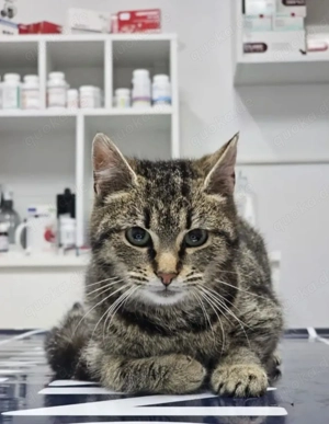 Hermine Freundliches Tigermädel sucht Familie zum Verzaubern