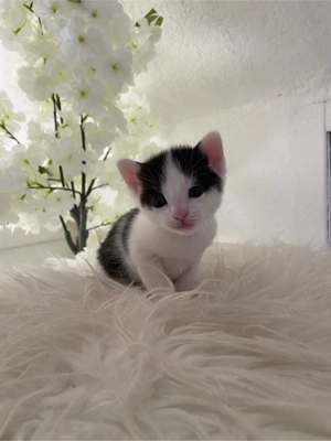 Unser bezauberndes Baby Kätzchen sucht bald liebvolles Zuhause  