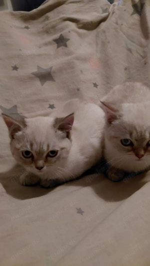 BKH Kitten 3 Monate alt