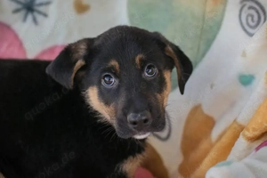 Welpe *TAMME* Der Kleine ist lieb und freundlich, aber Unbekanntem gegenüber anfangs noch vorsichtig