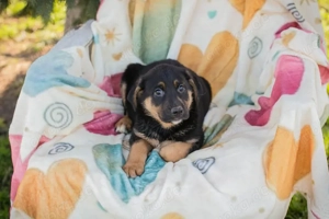 Kleiner Welpe *TAMME*