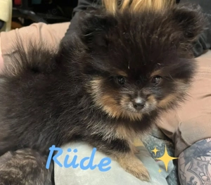pomeranian  (zwergspitz)